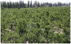 库尔勒上户镇香梨绿洲果园