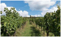 八十一团葡萄绿洲果园