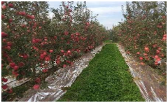 温宿苹果绿洲果园